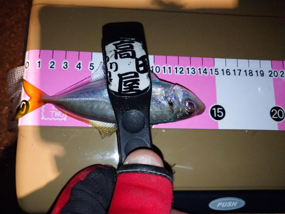 ご近所アジング