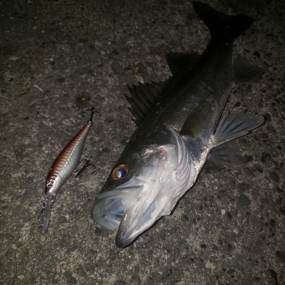 100均ルアーのチカラ！