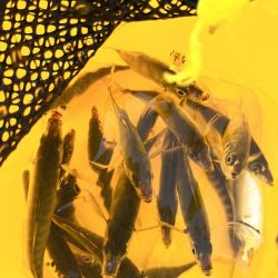 ギリギリアジしか釣れん