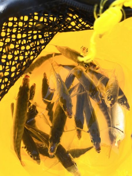 ギリギリアジしか釣れん