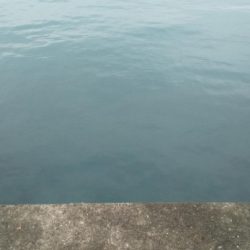 初のオオモンハタ