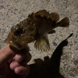 仕事終わりの癒しのガシリング