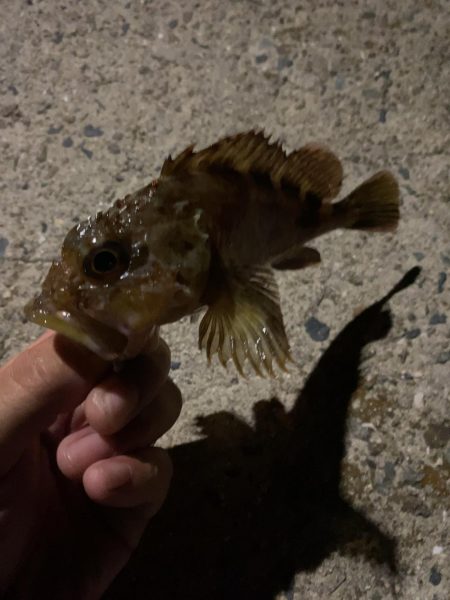 仕事終わりの癒しのガシリング