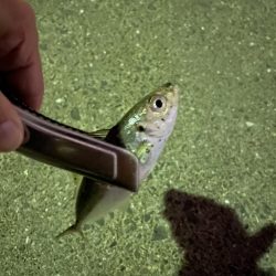 豆アジからちょっと成長