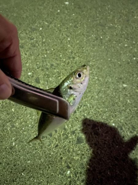 豆アジからちょっと成長