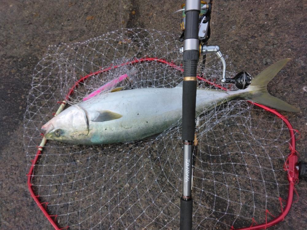 久しぶりにメジりました。