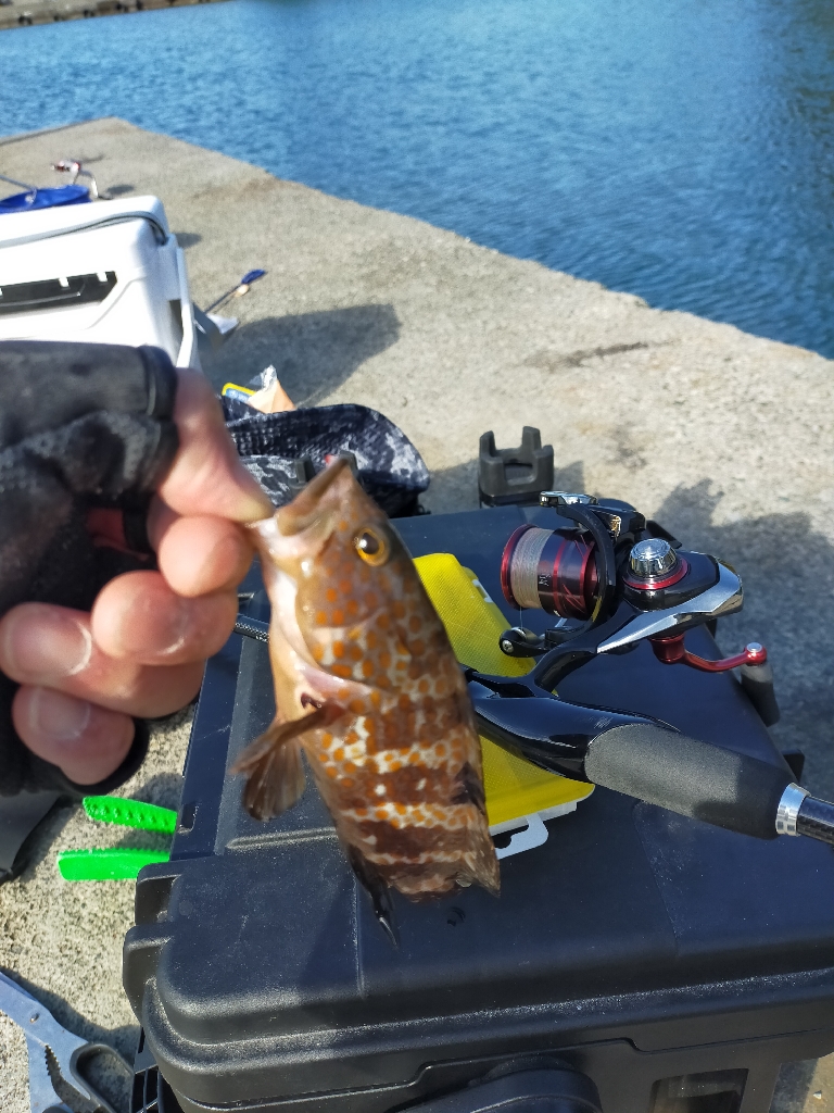 今日の一発目はエソ！！