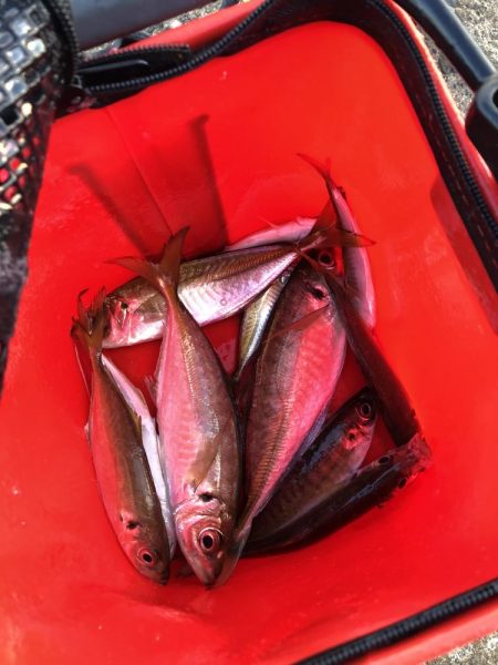 朝マヅメ　アジング