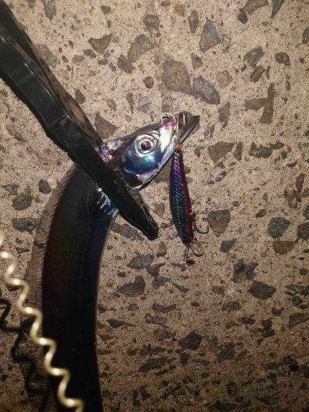 タチウオ狩り！