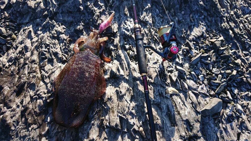 対馬エギング釣果