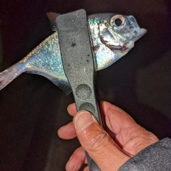 陸っぱり釣行記