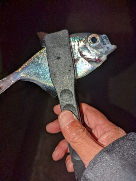 陸っぱり釣行記