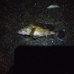 夜釣り、アナゴ調査