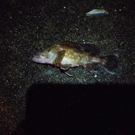 夜釣り、アナゴ調査