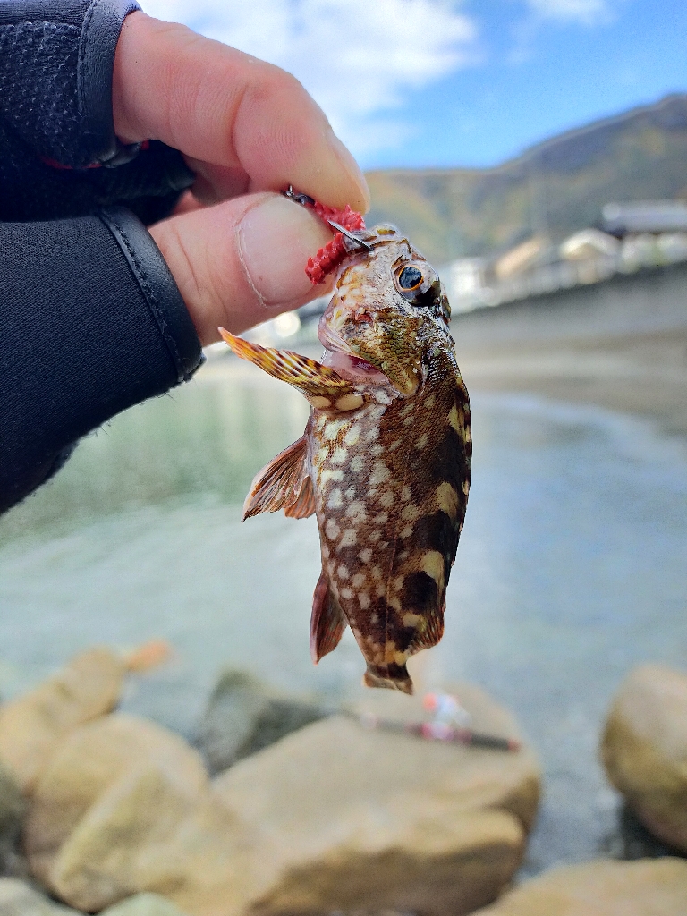 初めてのヒラメ