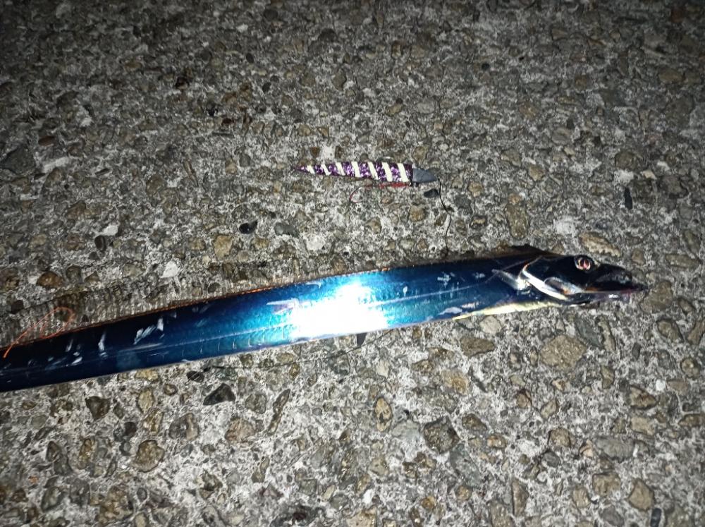 ワインドで太刀魚！