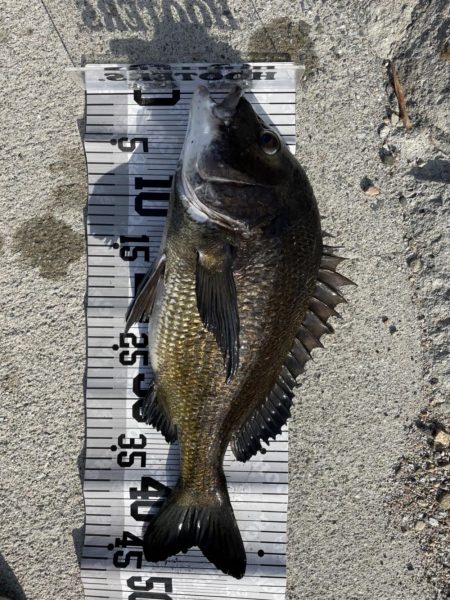 イチノ兄弟（兄）釣果！