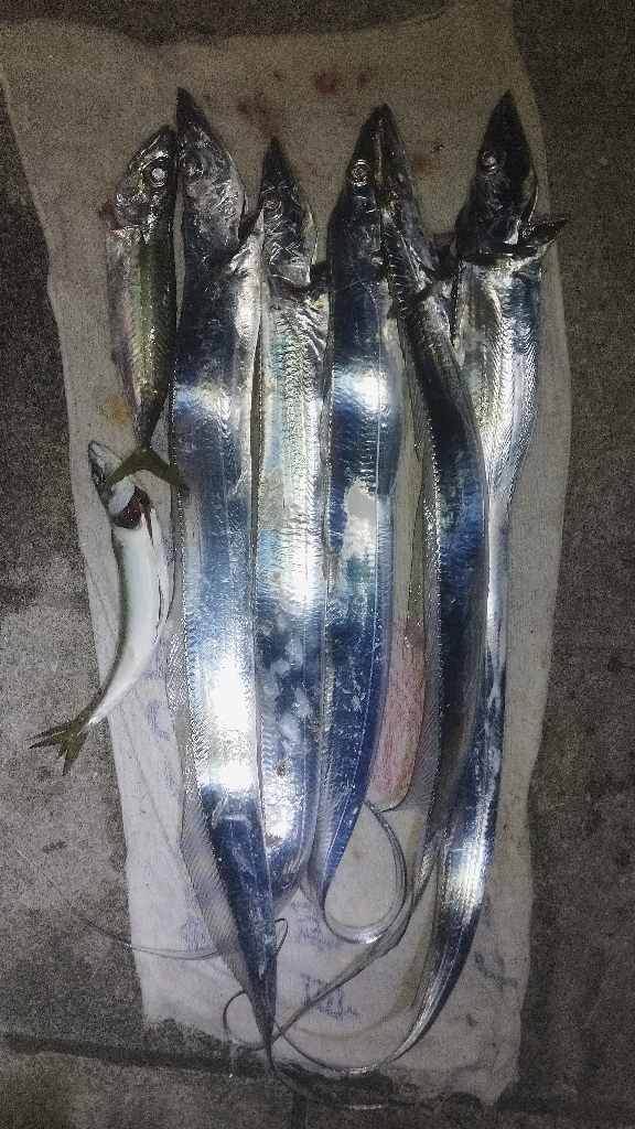 ロマンの紀ノ川、数のマリーナ