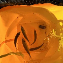 オールノーヒット