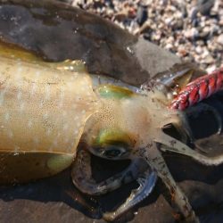 対馬エギング釣果