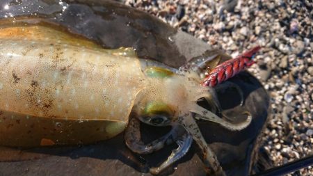 対馬エギング釣果