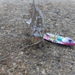 プチsalt water game