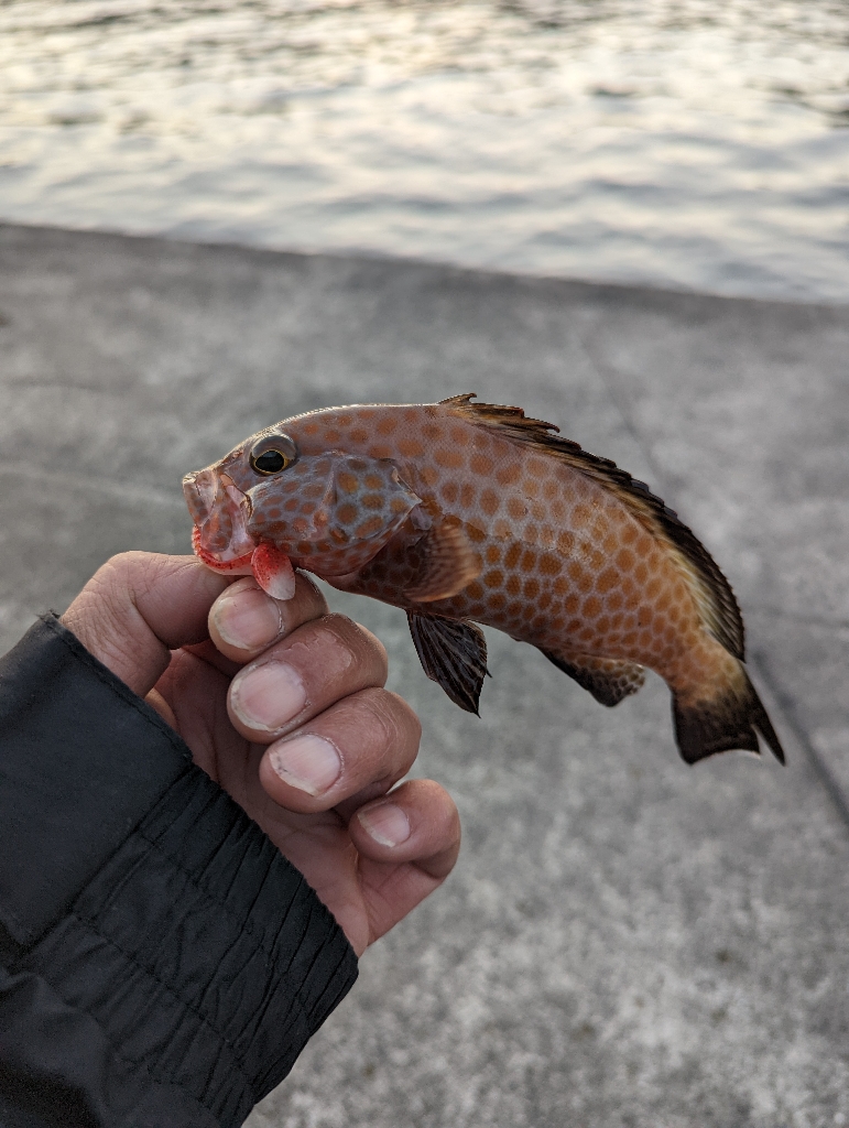 陸っぱり釣行記