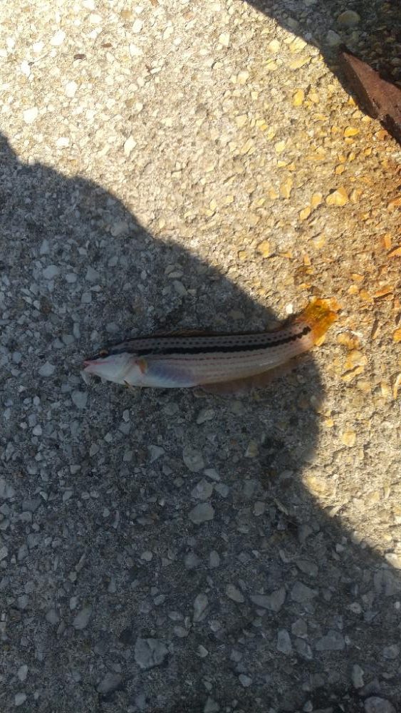 釣れなくても 楽しい