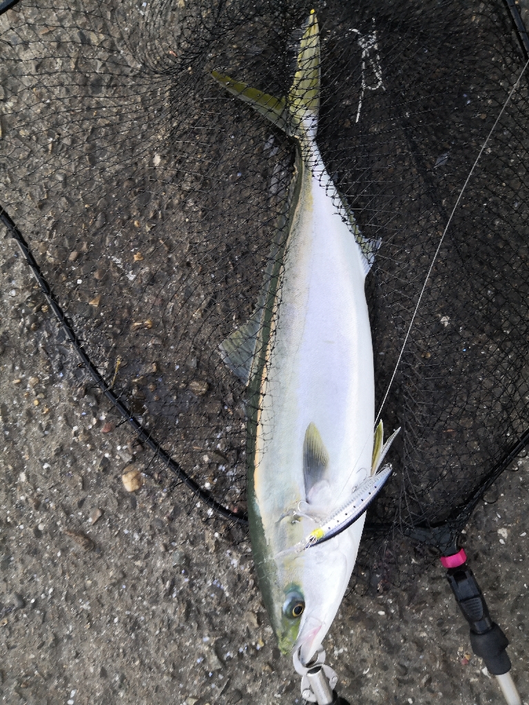 ショアジギングでメジ2