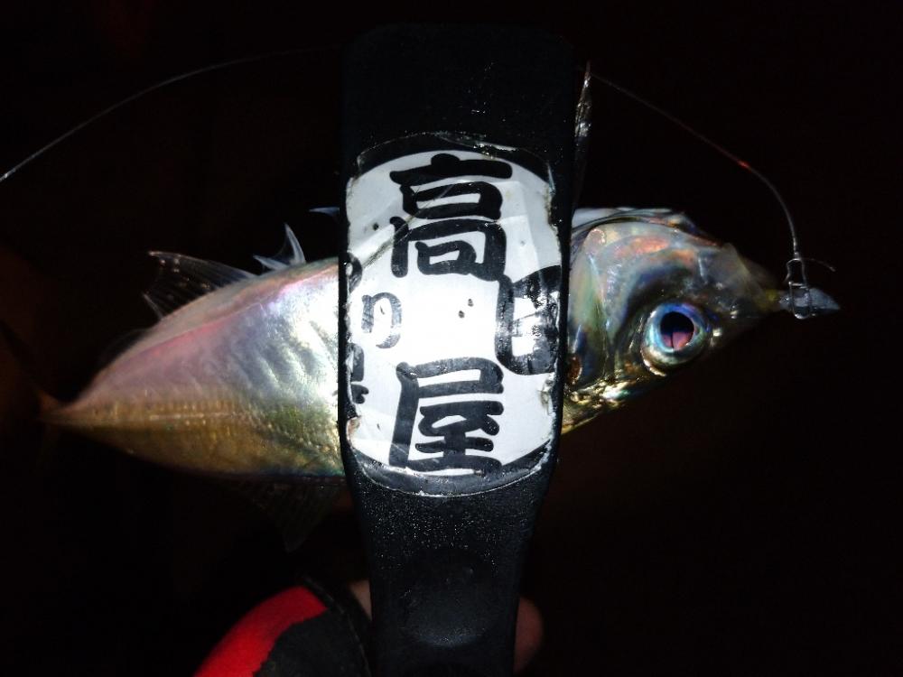 今夜もアジング