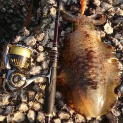 対馬エギング釣果
