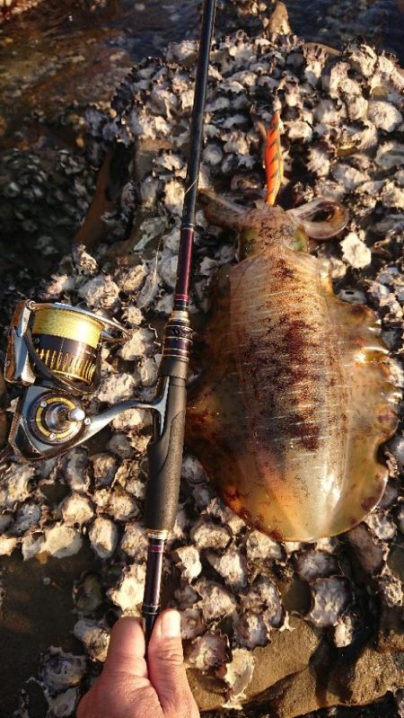 対馬エギング釣果