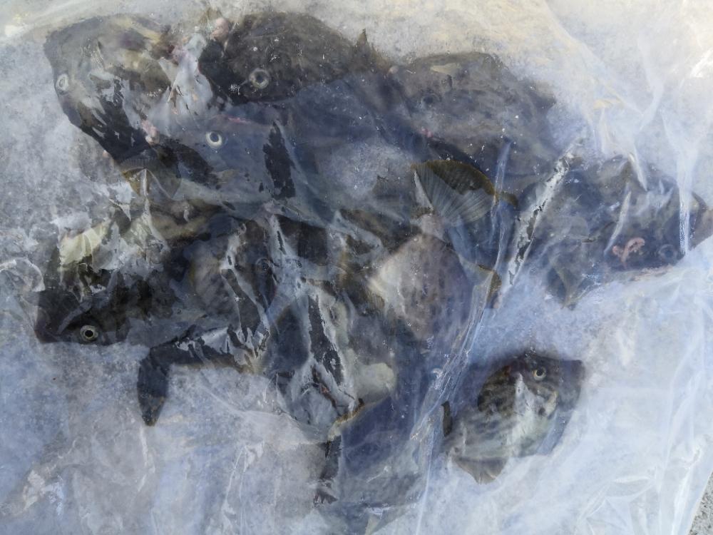 今が旬のカワハギ