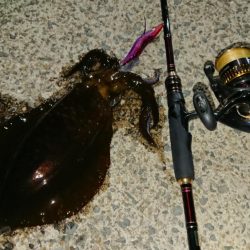 対馬エギング釣果