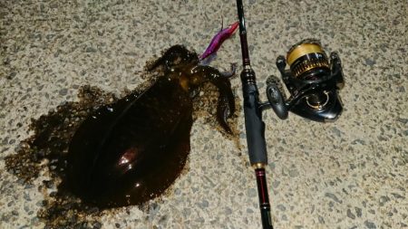 対馬エギング釣果