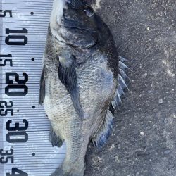 イチノ兄弟(兄)釣果!