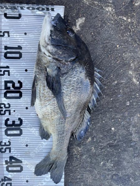 イチノ兄弟(兄)釣果!