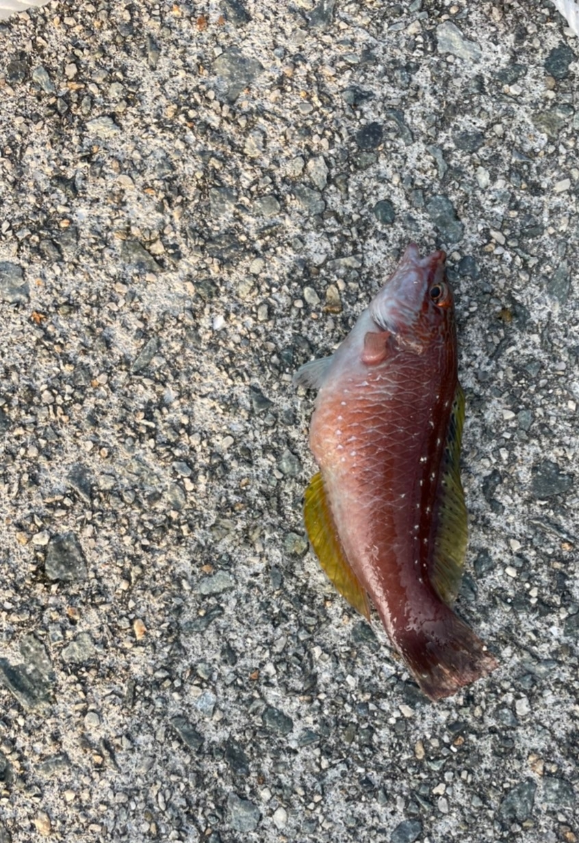 今シーズン最後かな