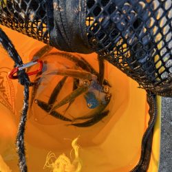 魚もピーカン照り