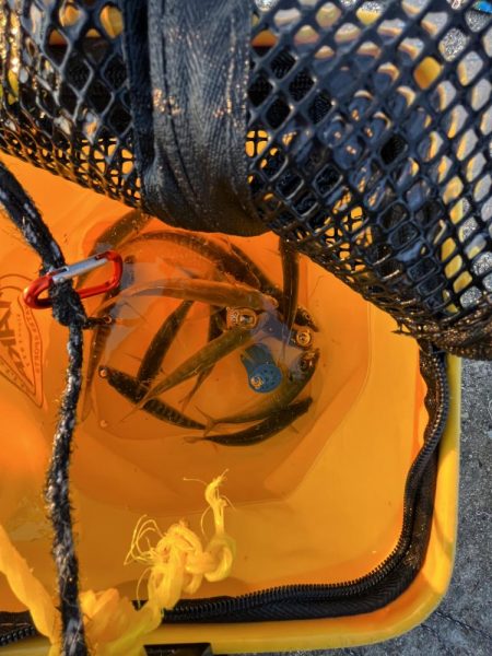 魚もピーカン照り