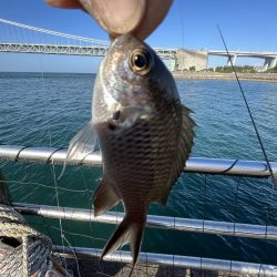 アジさん発見　カレイは不明