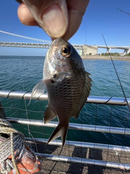 アジさん発見　カレイは不明