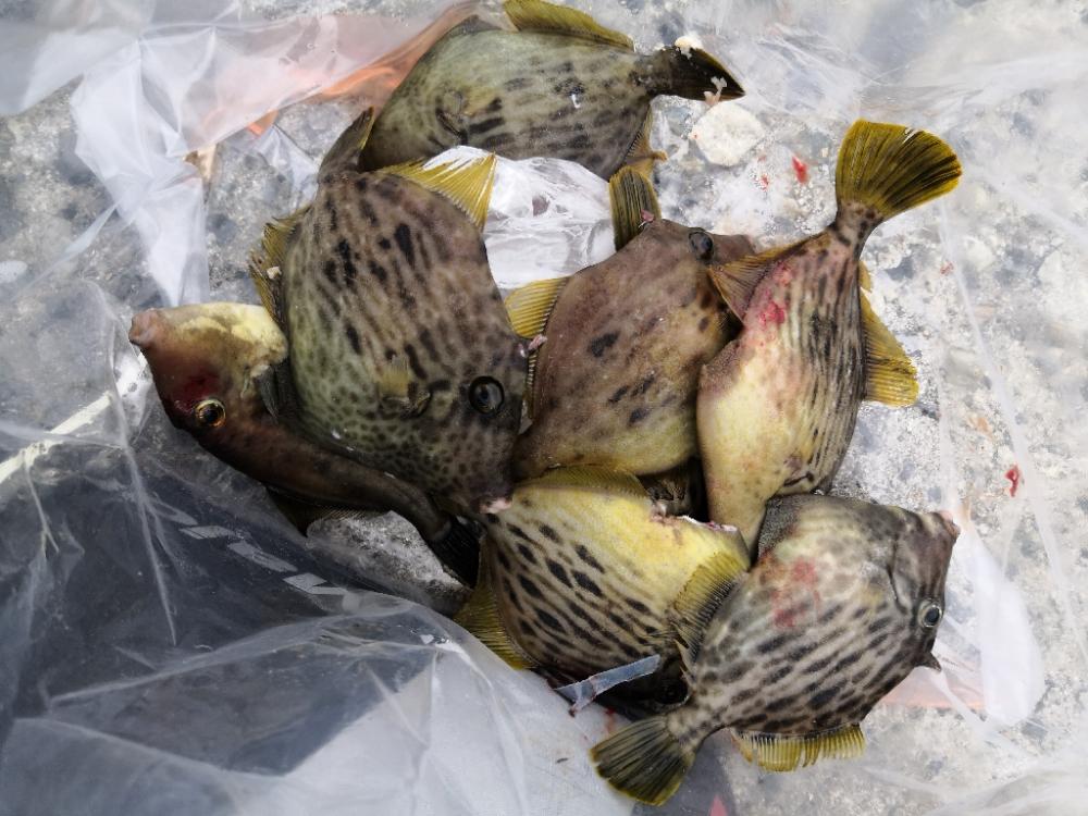 カワハギまだ釣れます