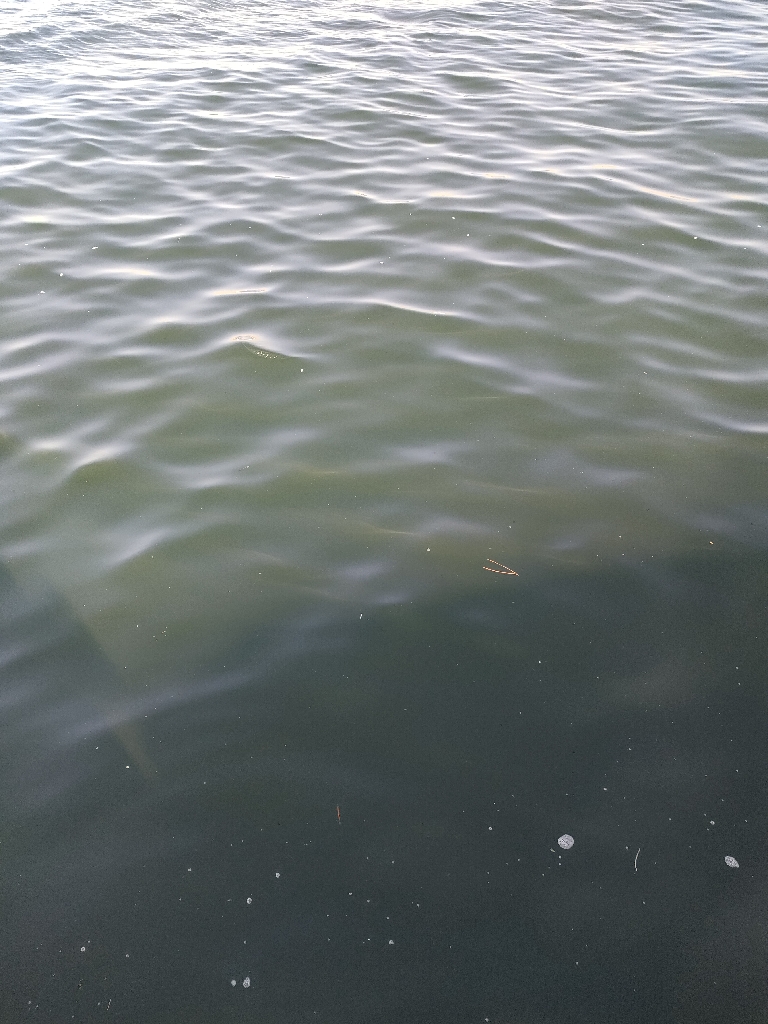 ノマセ釣りでハマチ