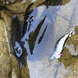 イカを求めてエギング