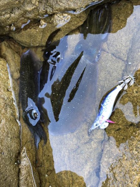 イカを求めてエギング