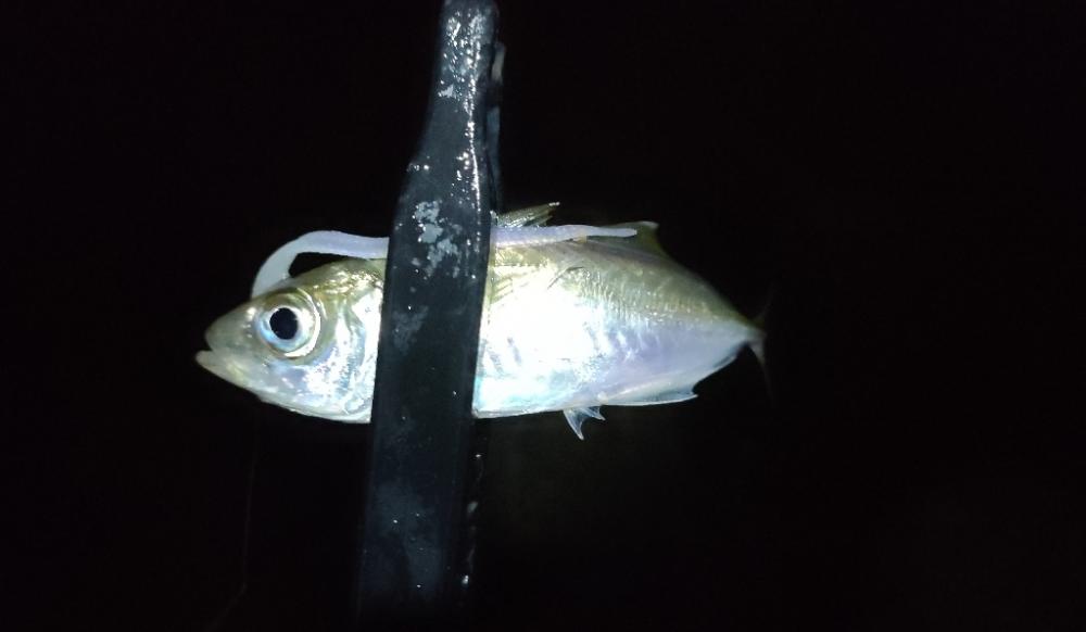 ライトソルト2日目今日も雨