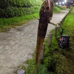 旧中川 落ちハゼ