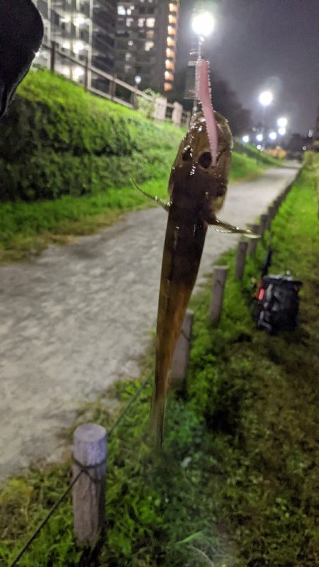 旧中川 落ちハゼ