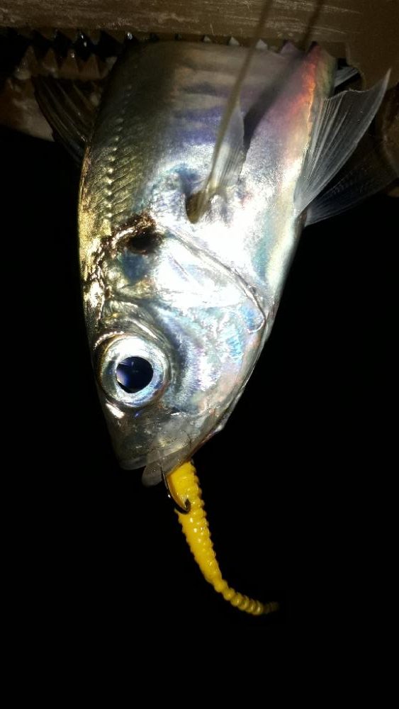 早くもロック時代か-w